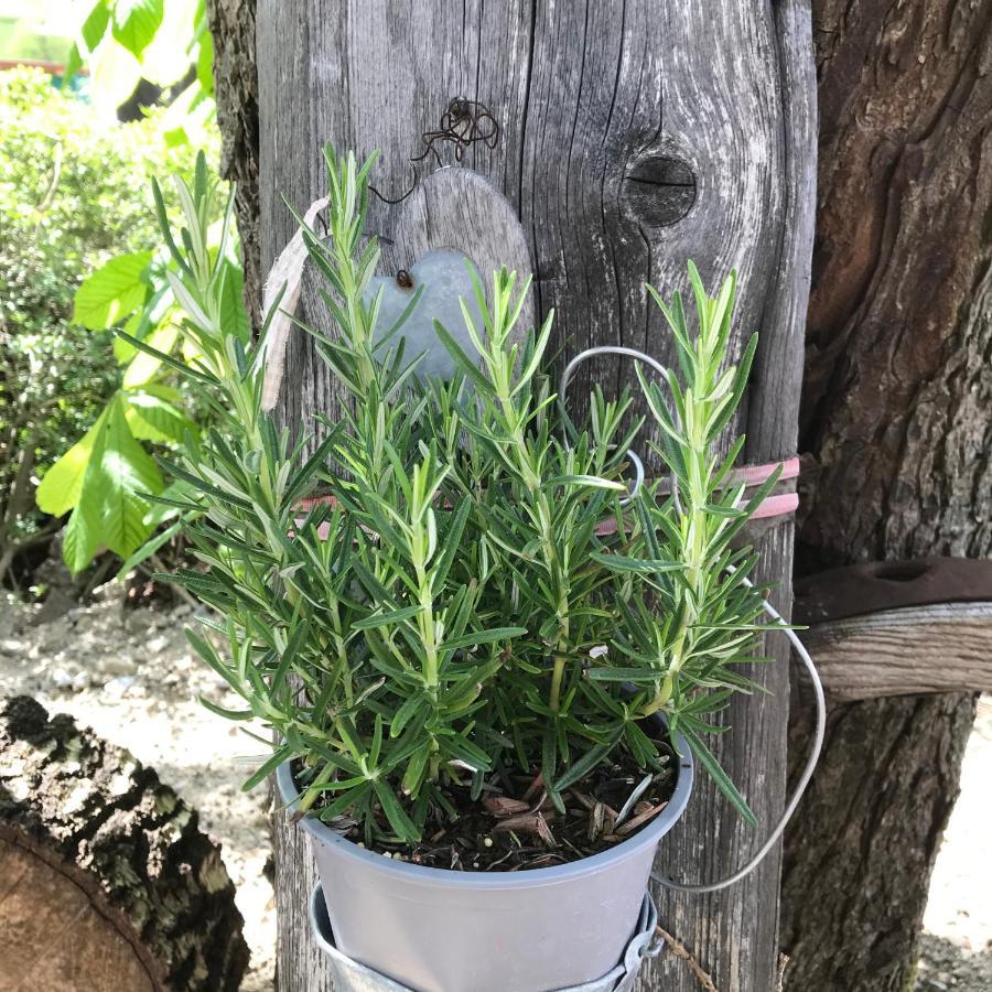Herzogsreut Zur Neuen Post Landgasthof מראה חיצוני תמונה