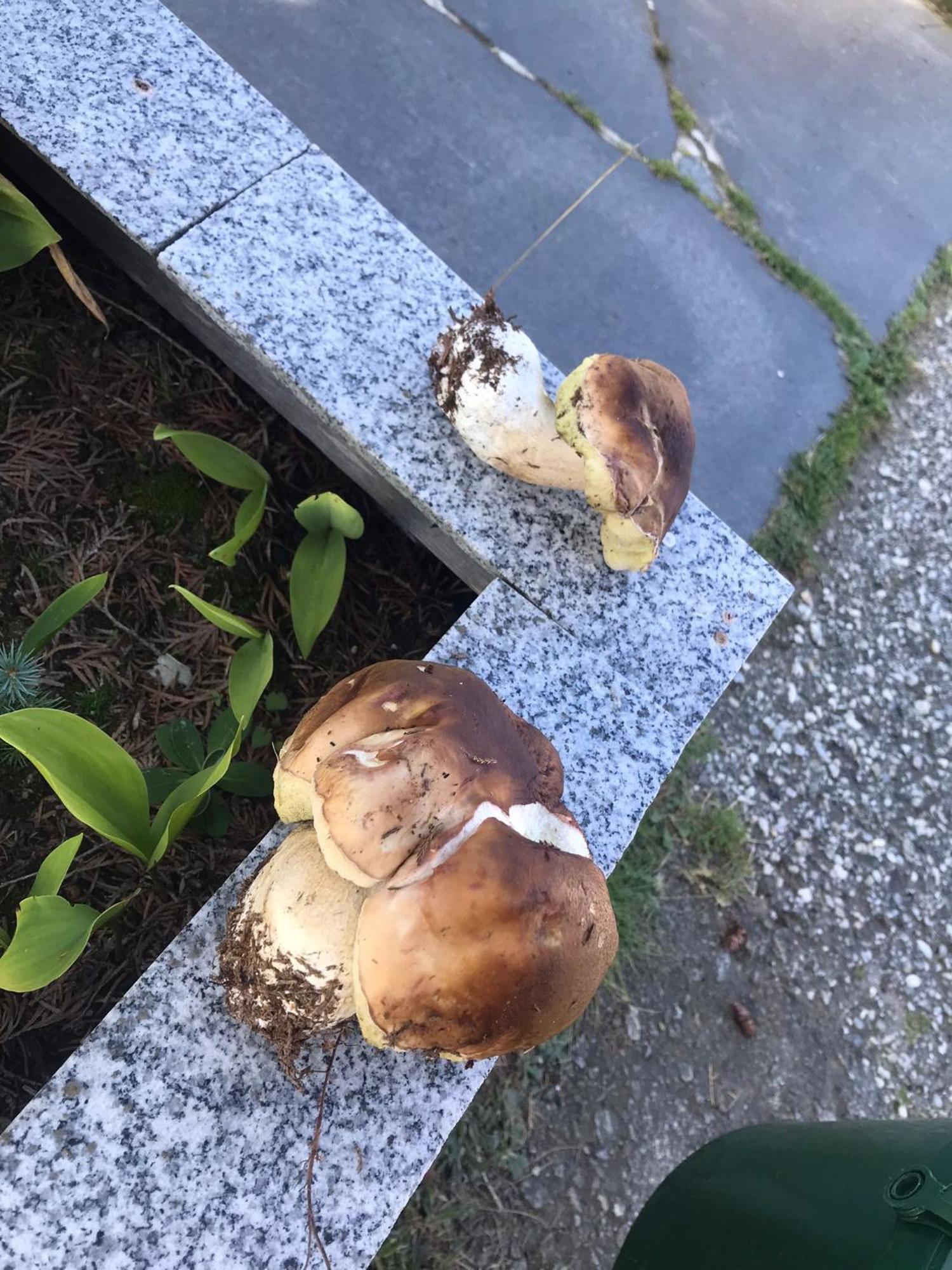 Herzogsreut Zur Neuen Post Landgasthof מראה חיצוני תמונה